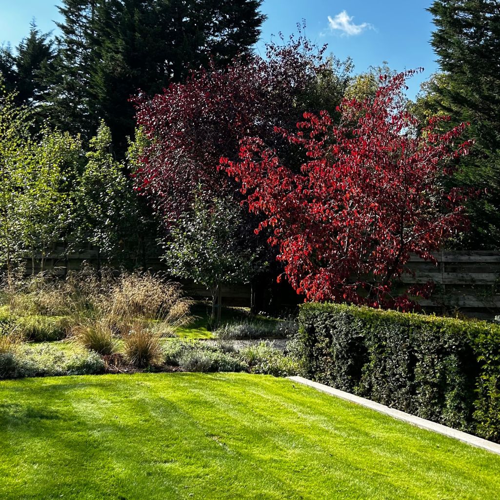 Lush green lawn and huge trees